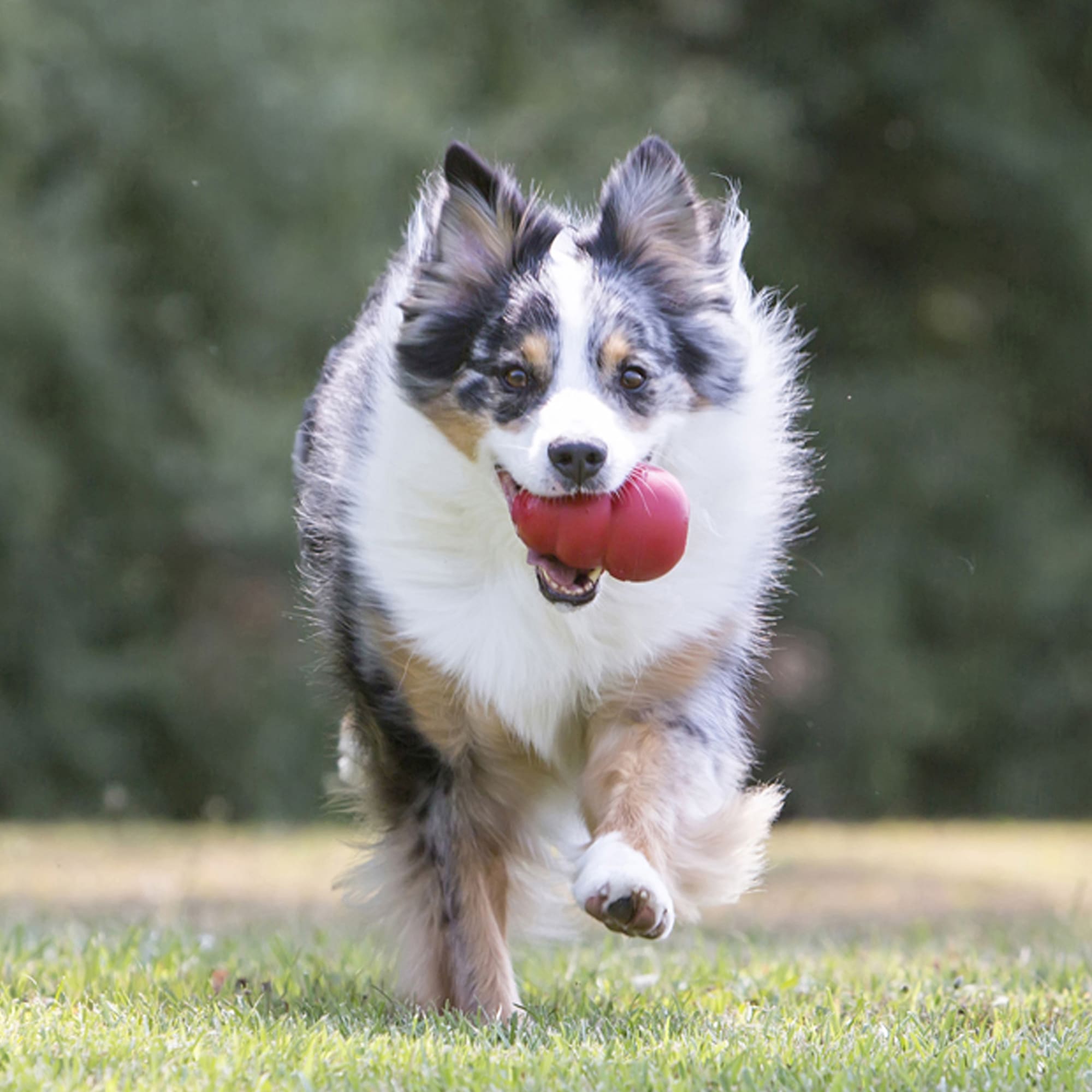 KONG Classic Dog Toy, Small