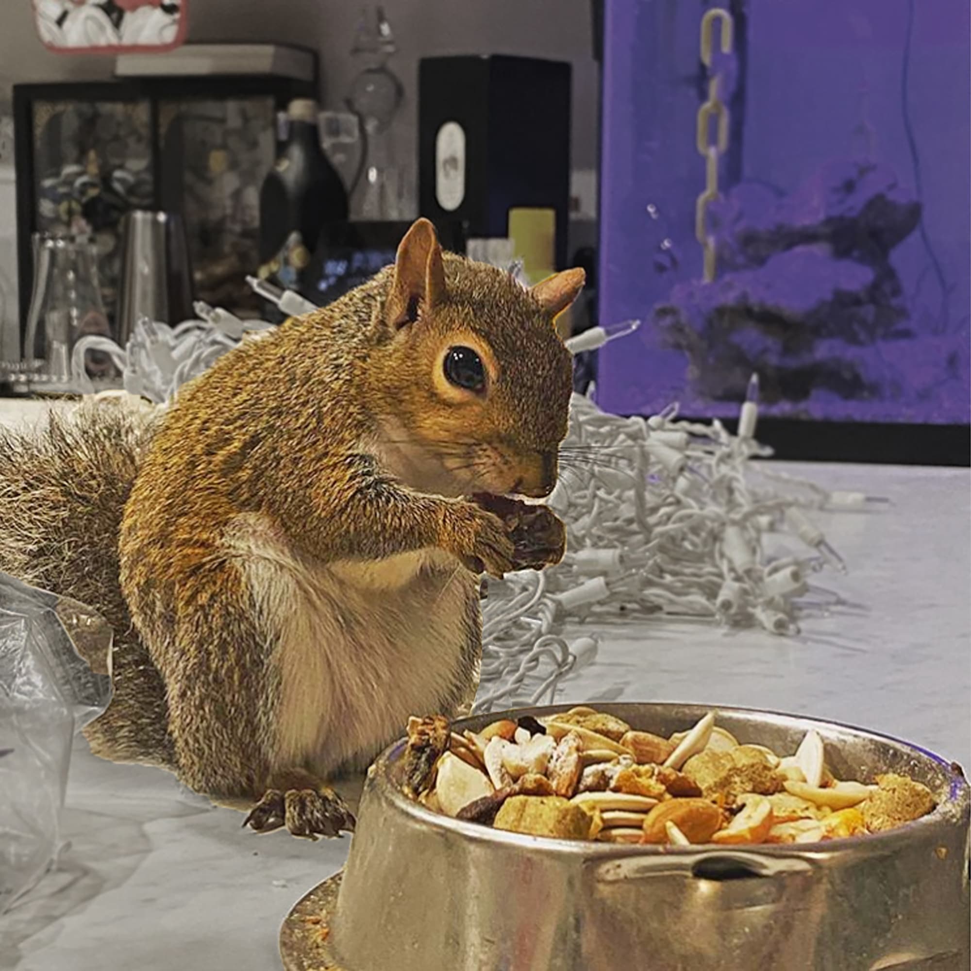 Exotic Nutrition Squirrel Complete Squirrel Food, 1.75 lbs.