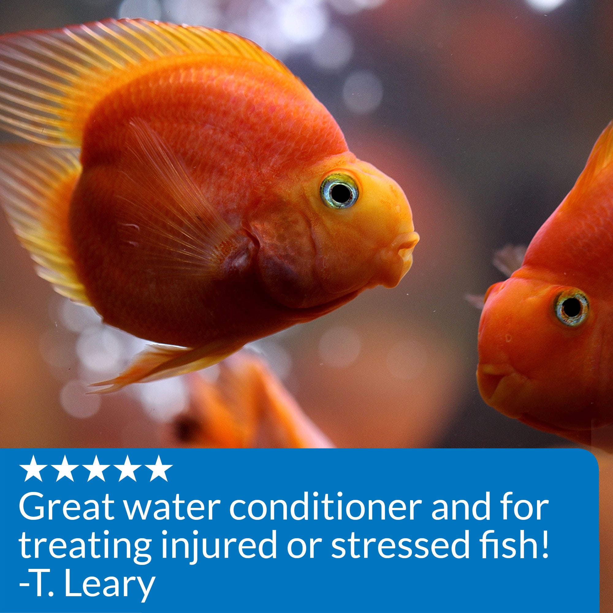 API Stress Coat Aquarium Water Conditioner, 16 oz.