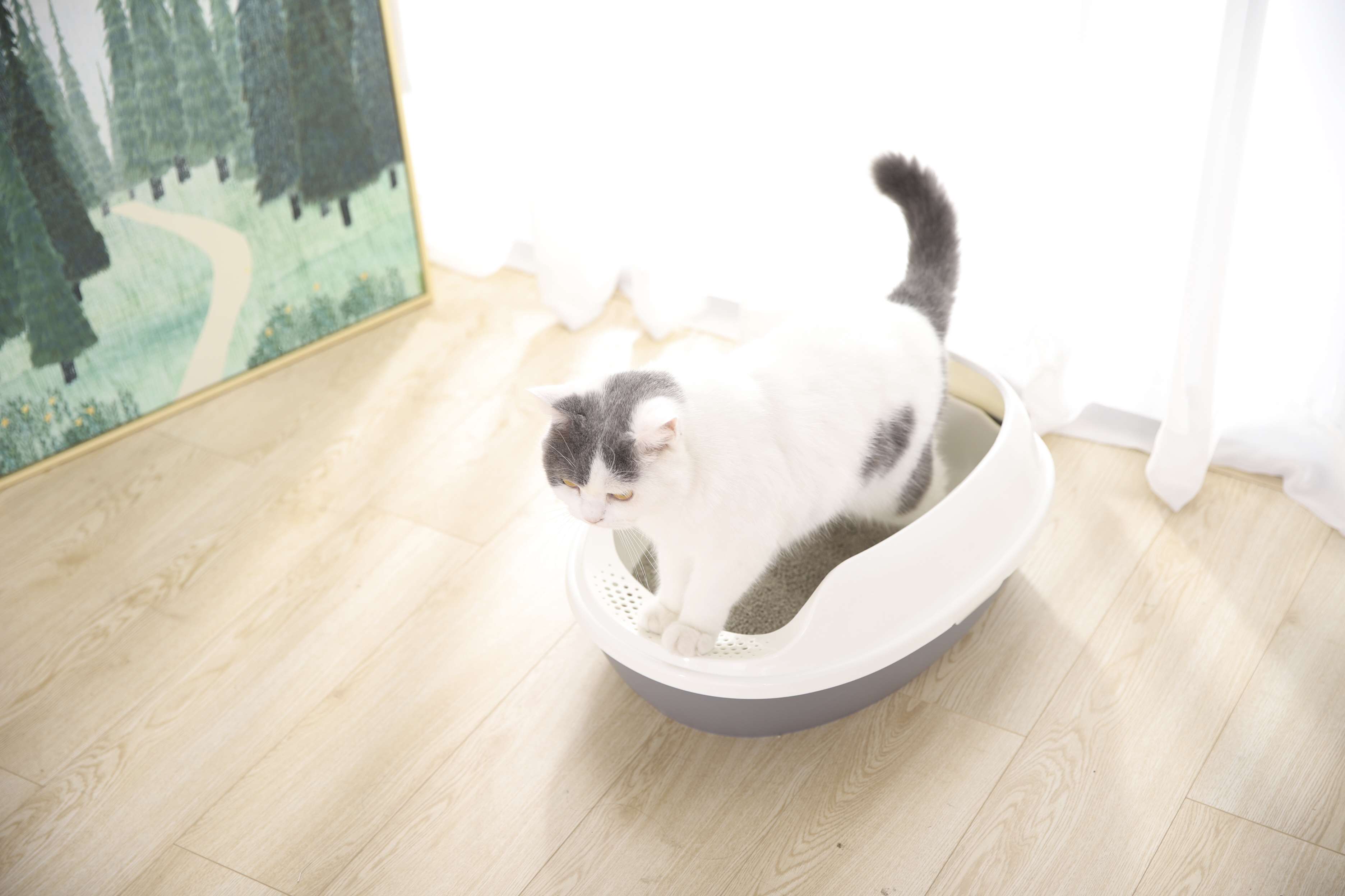 Cheap Cat Toilet Litter Pan Multi-Use Detachable Lightweight Easy Clean Kitten Cat Litter Box