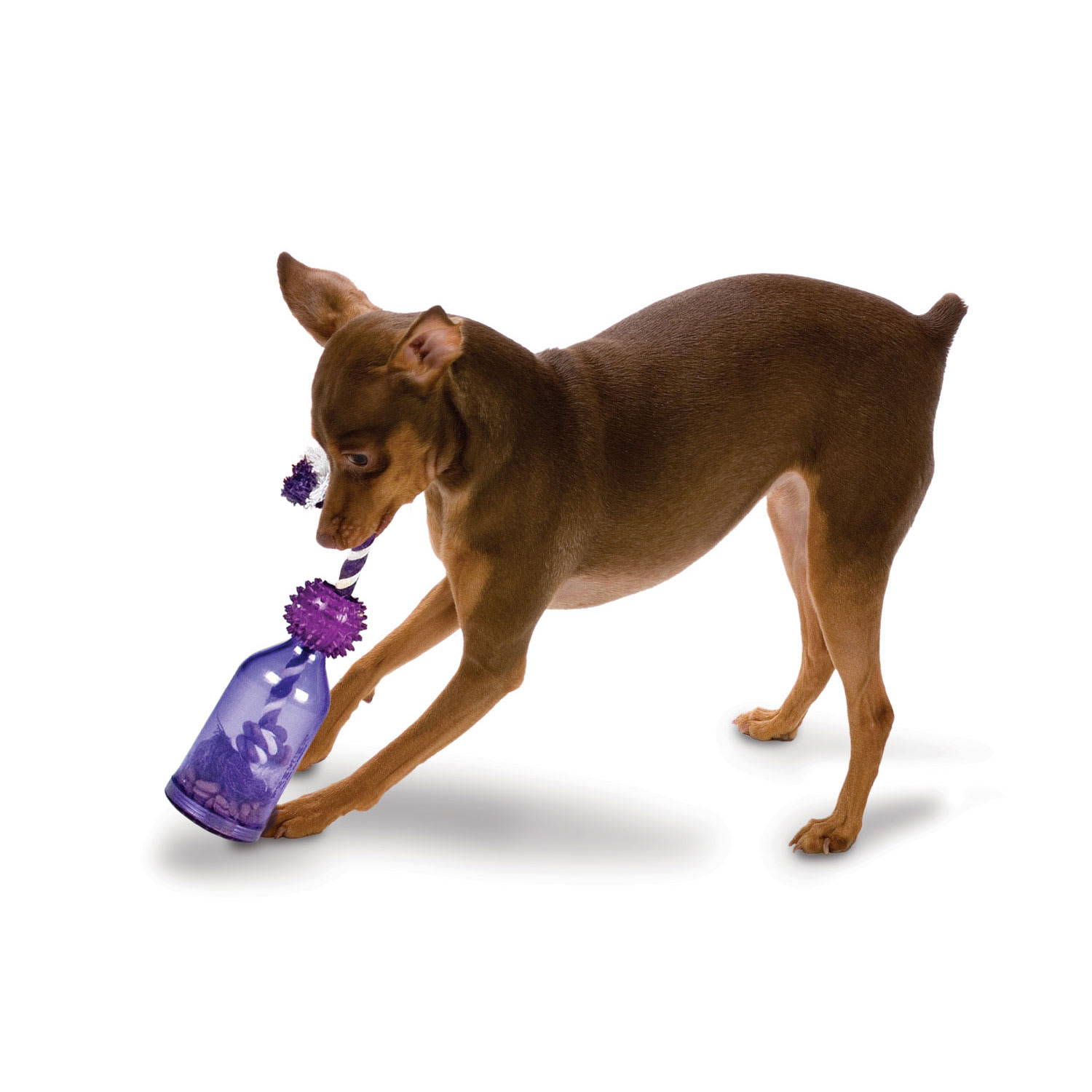 PetSafe Busy Buddy Tug-a-jug Dog Treat Dispensing Toy