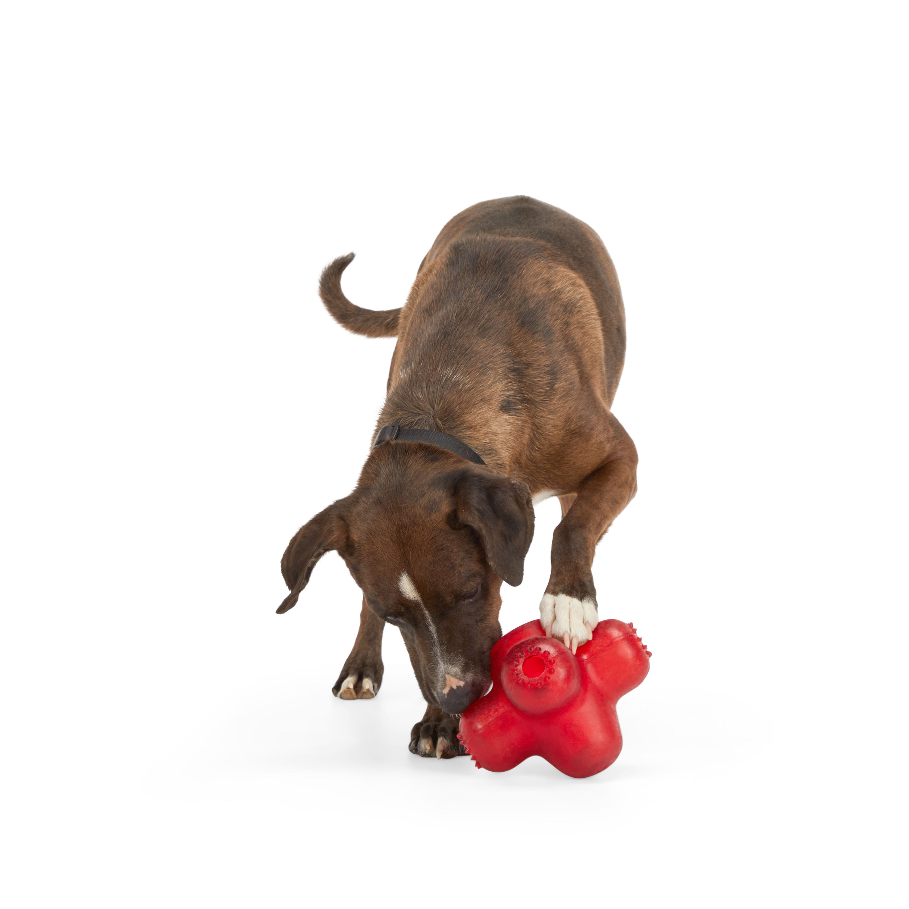 Leaps & Bounds Jack Puzzle Dog Toy, Large