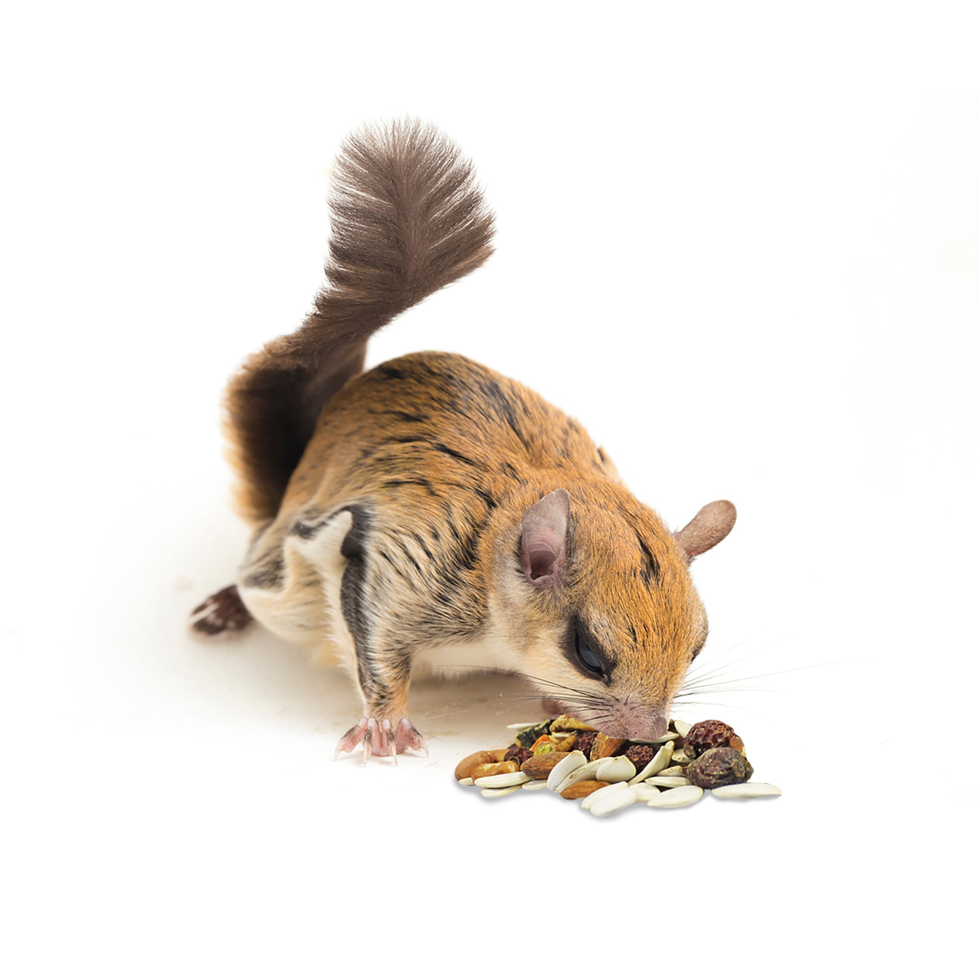 Exotic Nutrition Squirrel Complete Squirrel Food, 1.75 lbs.