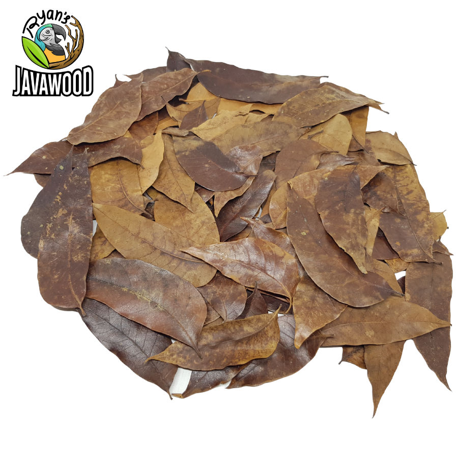 Bio Active Dried Mahogany, Bamboo, Jackfruit, Mango Leaves for Reptile Cage or House at Home from Central Java Indonesia