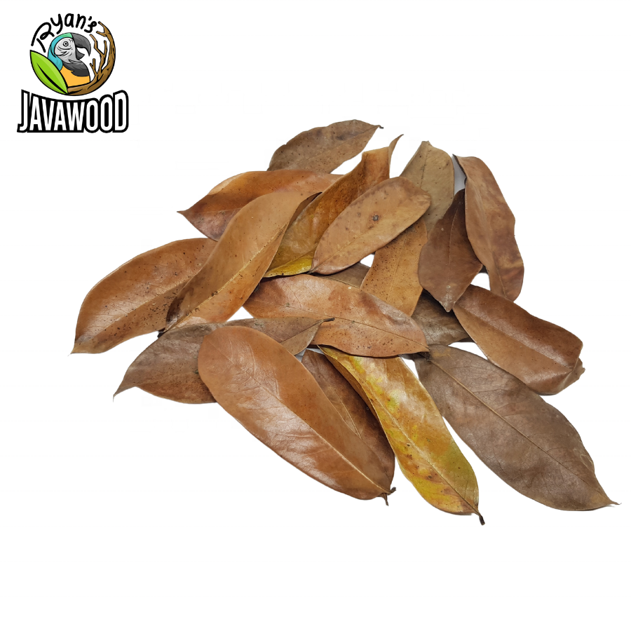 Bio Active Dried Mahogany, Bamboo, Jackfruit, Mango Leaves for Reptile Cage or House at Home from Central Java Indonesia