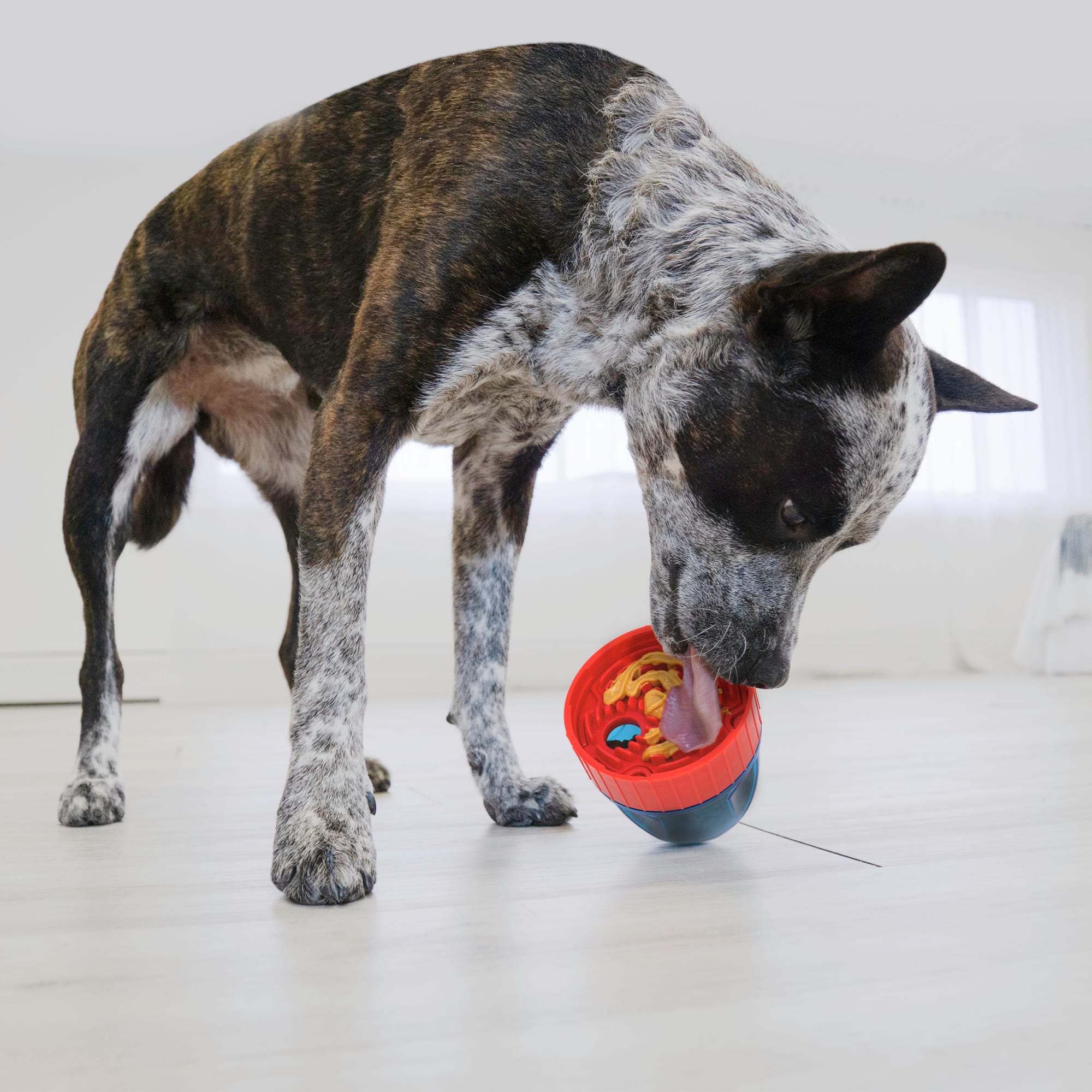 KONG Scuttle Pod Dog Toy, Large