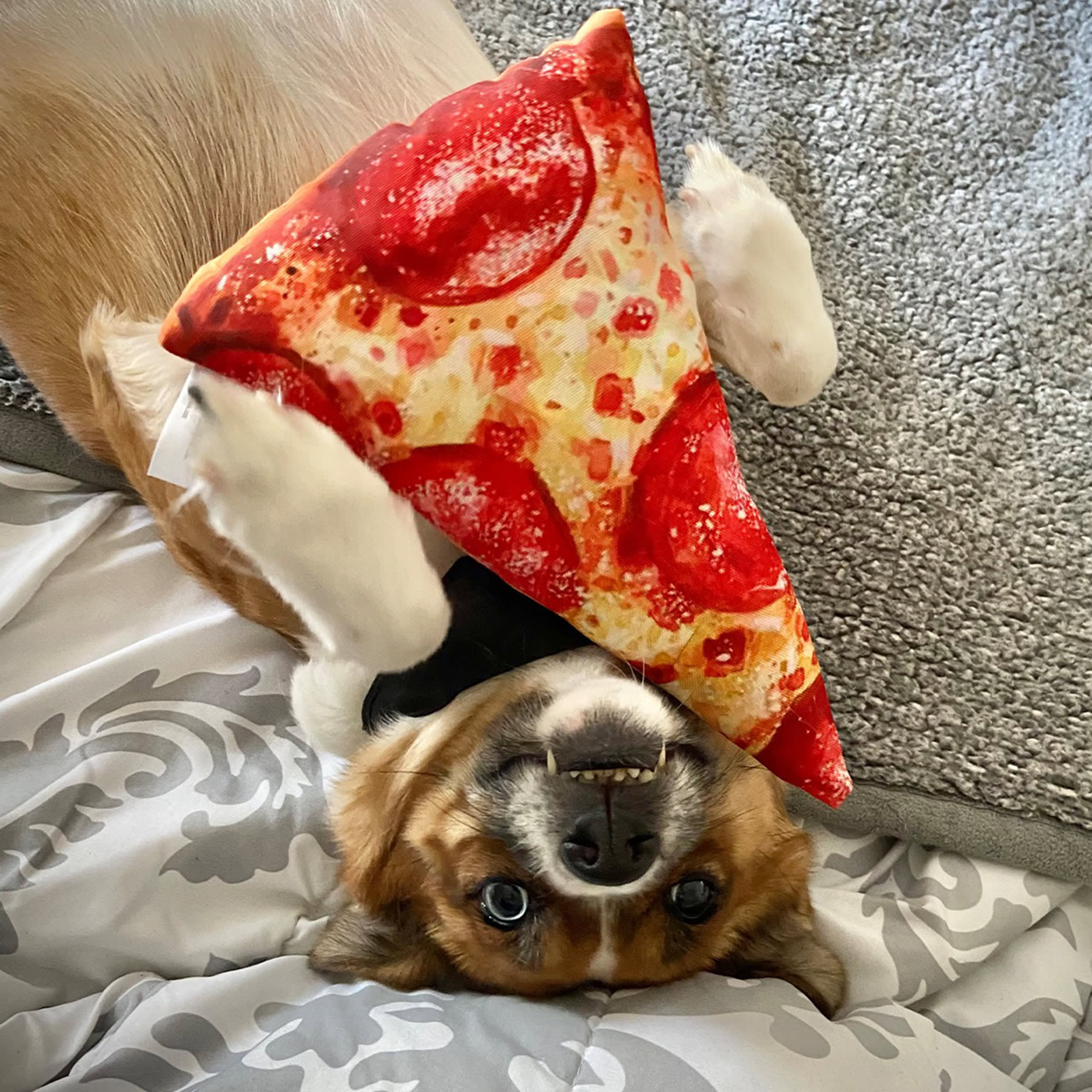 Doggijuana Get the Munchies Refillable Pizza Dog Toy, Medium