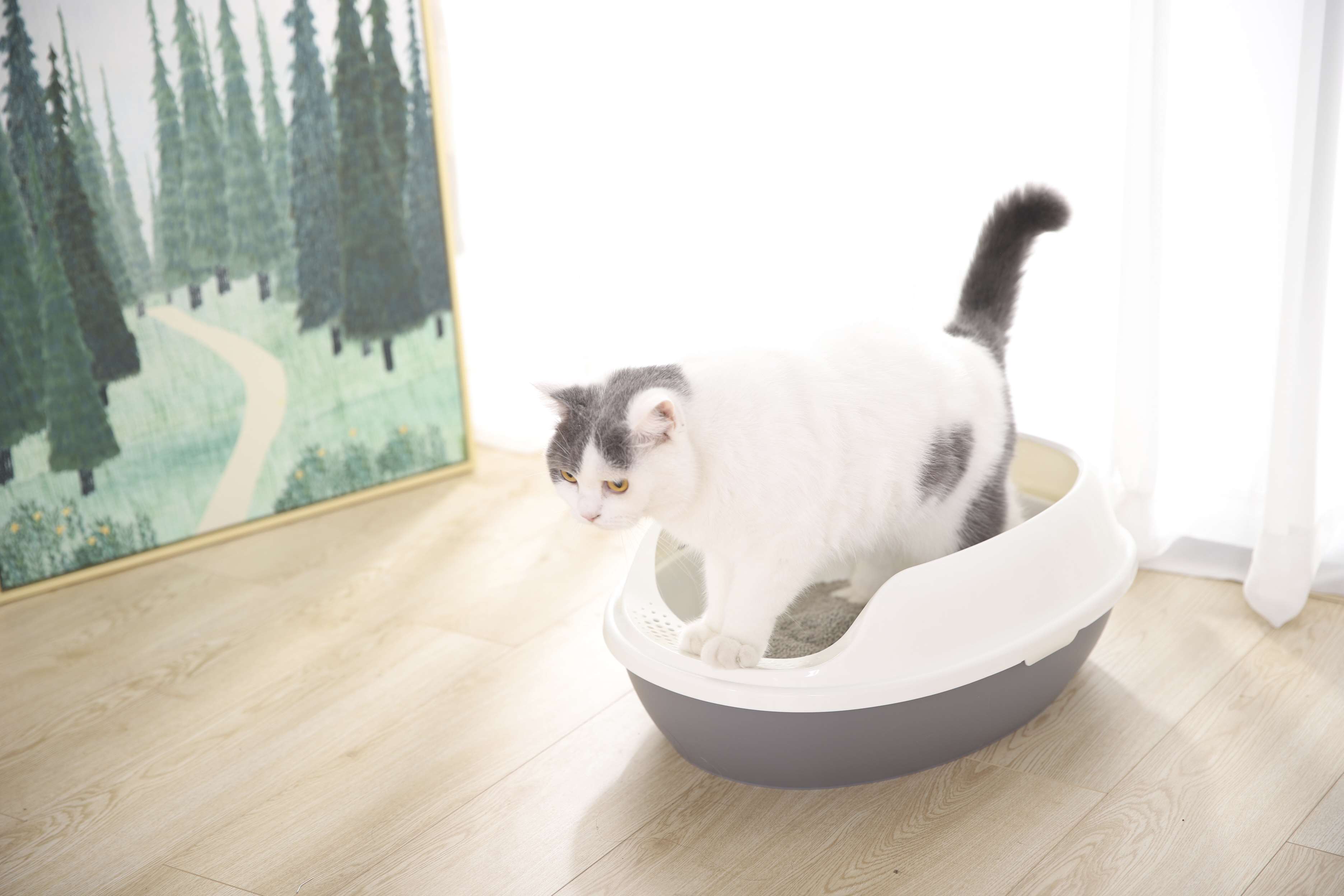 Wholesale Easy Cleaning Detachable Lightweight Best Plastic Cat Litter Toilet Litter Box For Cats