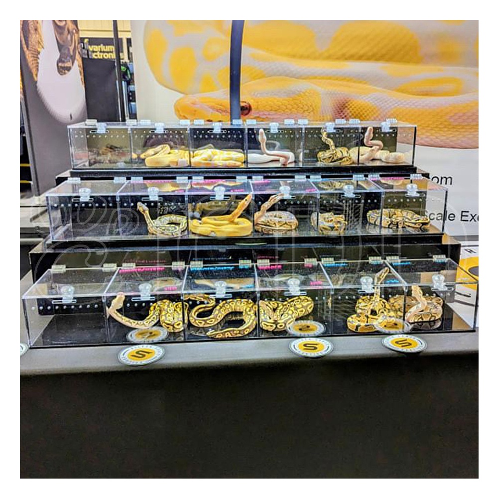 New design reptile exhibition display ball python snake gecko reptile expo display for reptile show