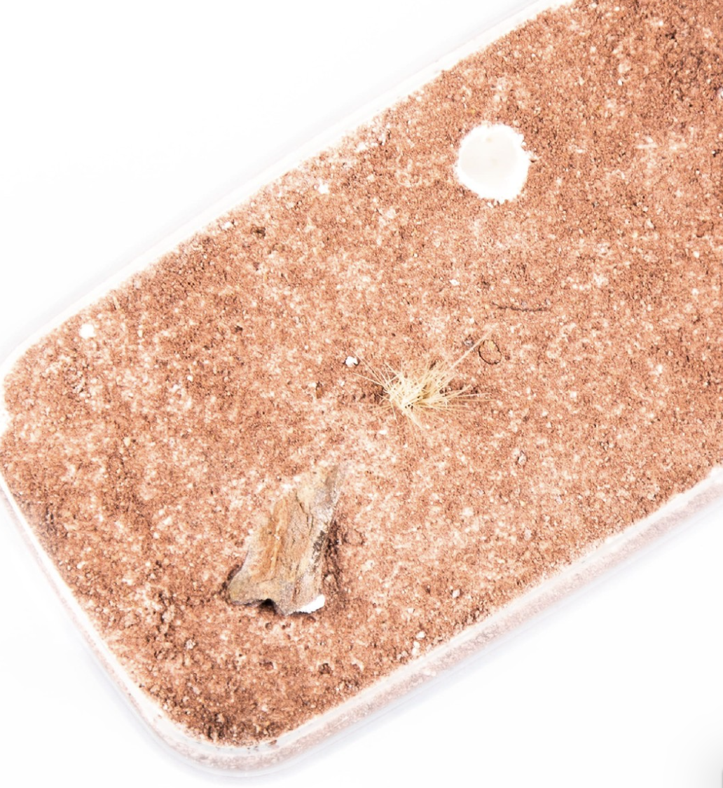 Underground Wilderness Ant Nest Home Decor Modern
