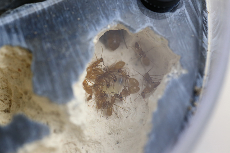 Ant Formicarium Beach Scene Ant Nest Farm Room Decor