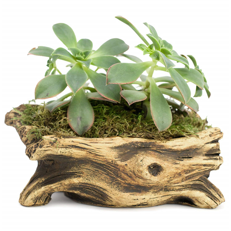 Wholesale Aquarium Plant Pot Driftwood Bowl For Flower Plant