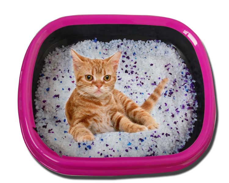 lemon perfume customized cat litter odor control free sample density fine colored cat sand