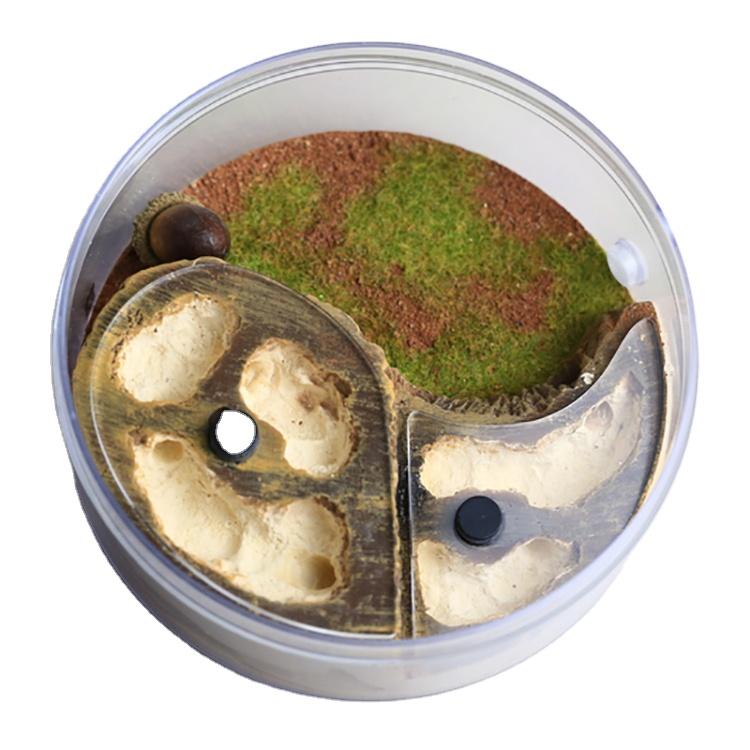 Colony Observation Circular Design Formicarium for Ants