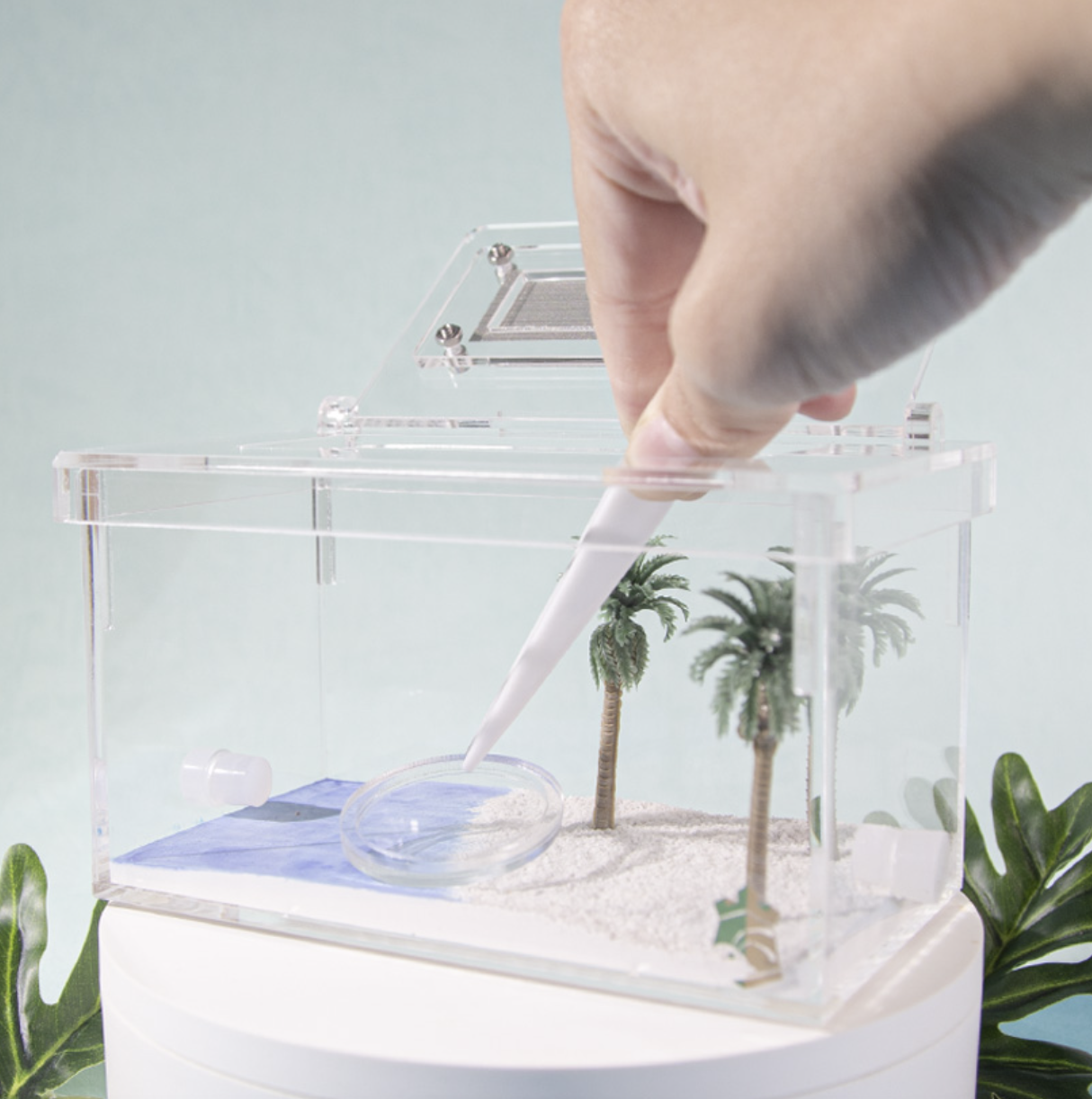 Corner Shape Ant Feed Pots with Acrylic