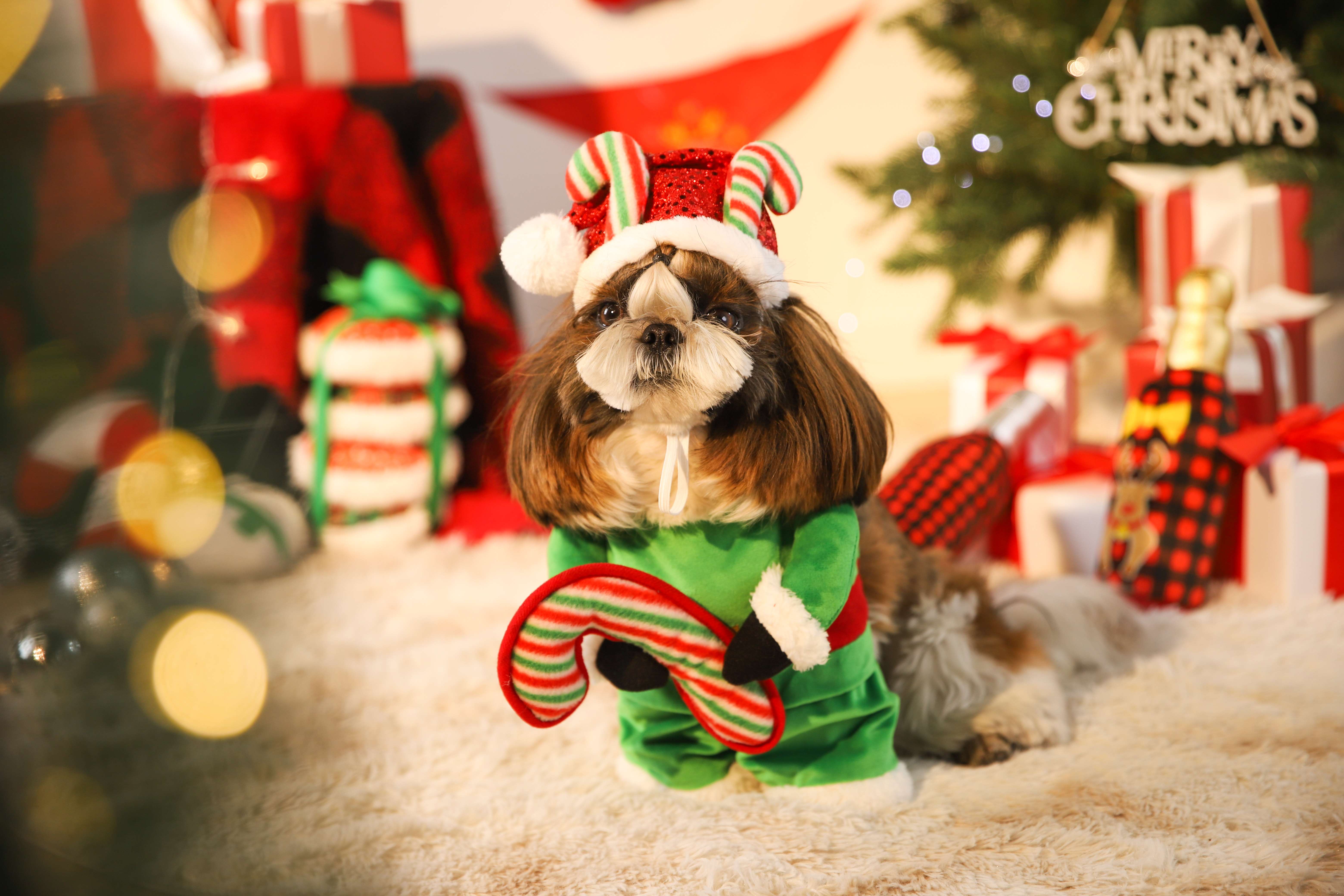 Christmas Festival Clothing Accessories Green Red Cat Dog Christmas Pet Hat