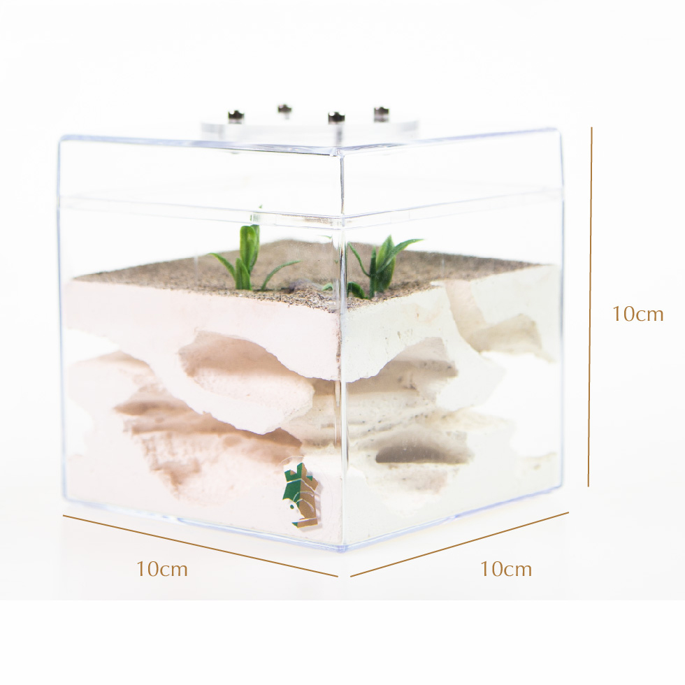 Grass Base Medium Sized Ant Nest