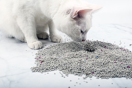 Natural Cat and Kitten Litter Ultra Absorbent Biodegradable With Activated Carbon Made Of High Processing Bentonite