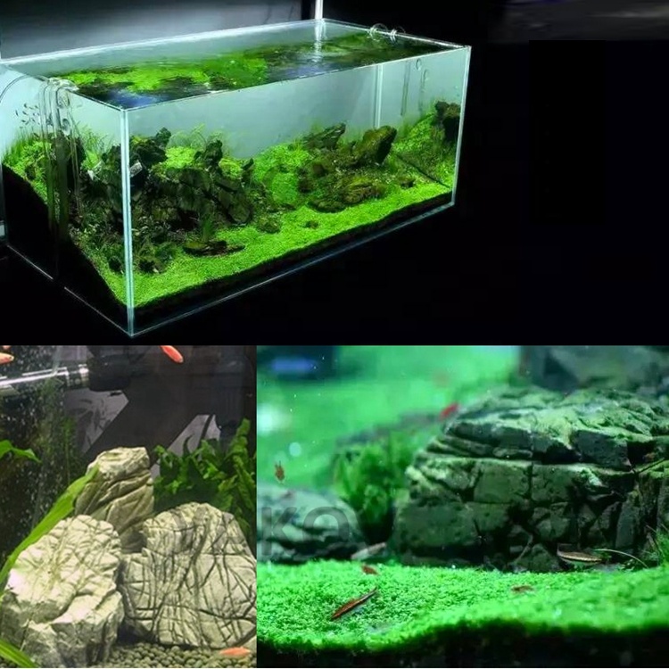 hot sales 10-30cm fish tank aquarium decoration ancient turtle grain stone,Moire stone