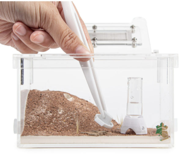Manufacturer Small Anthill Formicarium Table Decor