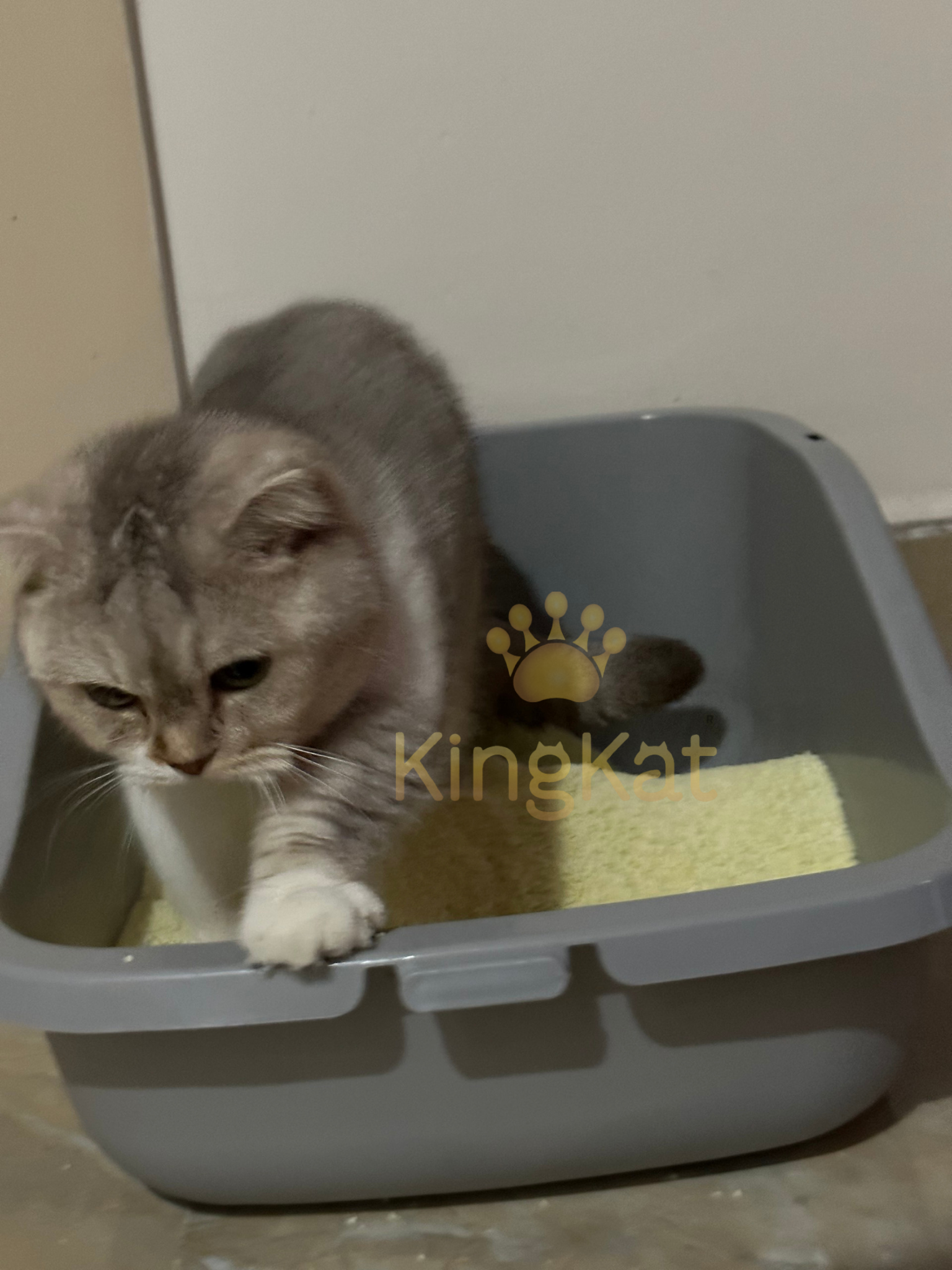 King Kat 100% Corn Cat Litter from Vietnam Eco-Friendly and Safe for Cats-Economical Option from ABIMEX GROUP