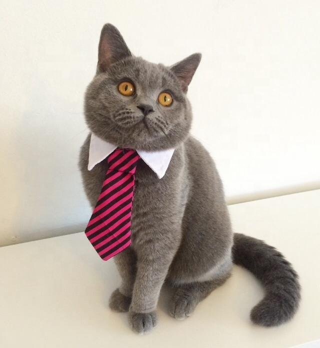 Grooming Pet Accessories Cat Tie Collar Stylish Adjustable Dog Tie for Small Pets