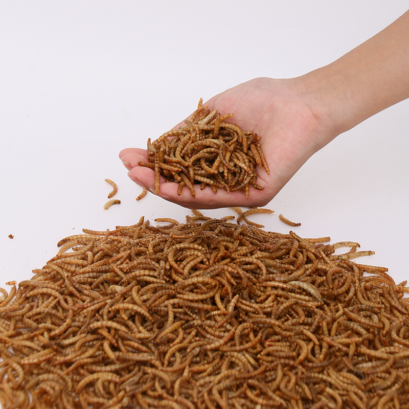 OEM Bird fish Hamster high protein flour weevil Tenebrio molitor yellow mealworms snacks dried pet food