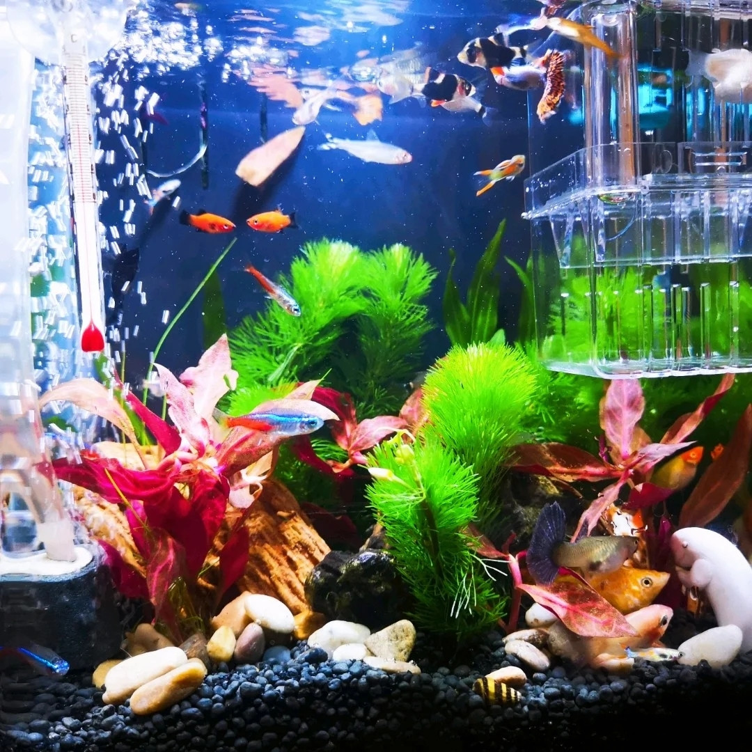Solar Air Pump Aquarium Solar Fish Tank Oxygen Pump Outdoor Oxygenator No Noise for Garden Fish Tank Pool