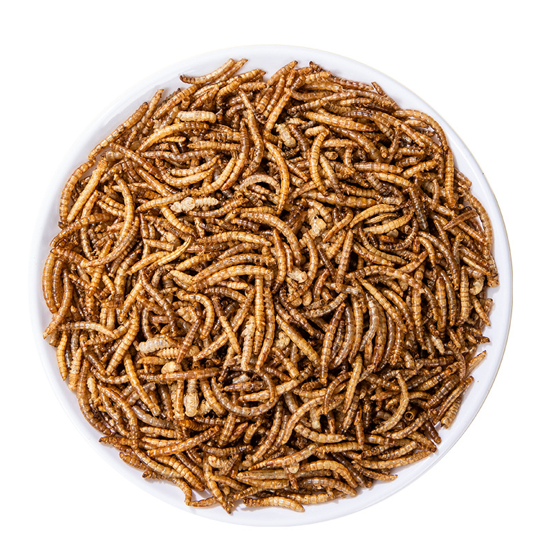 OEM Bird fish Hamster high protein flour weevil Tenebrio molitor yellow mealworms snacks dried pet food