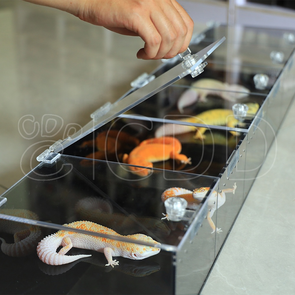 New design reptile exhibition display ball python snake gecko reptile expo display for reptile show