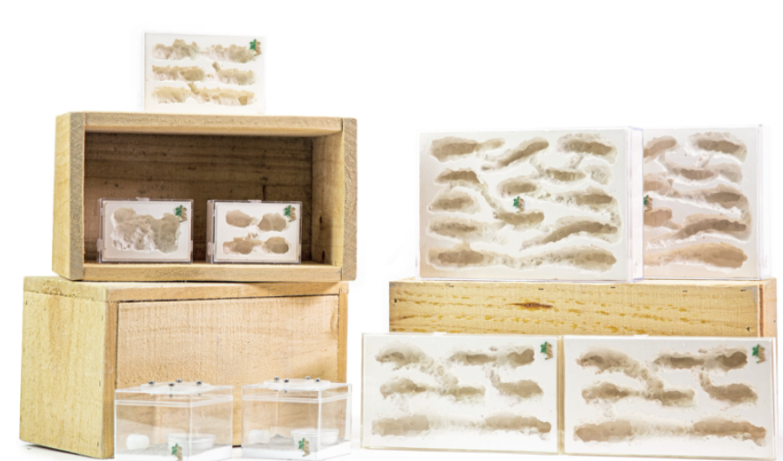 Ant Farm Ant Cave Home Gypsum Nest Table Decor Cavern