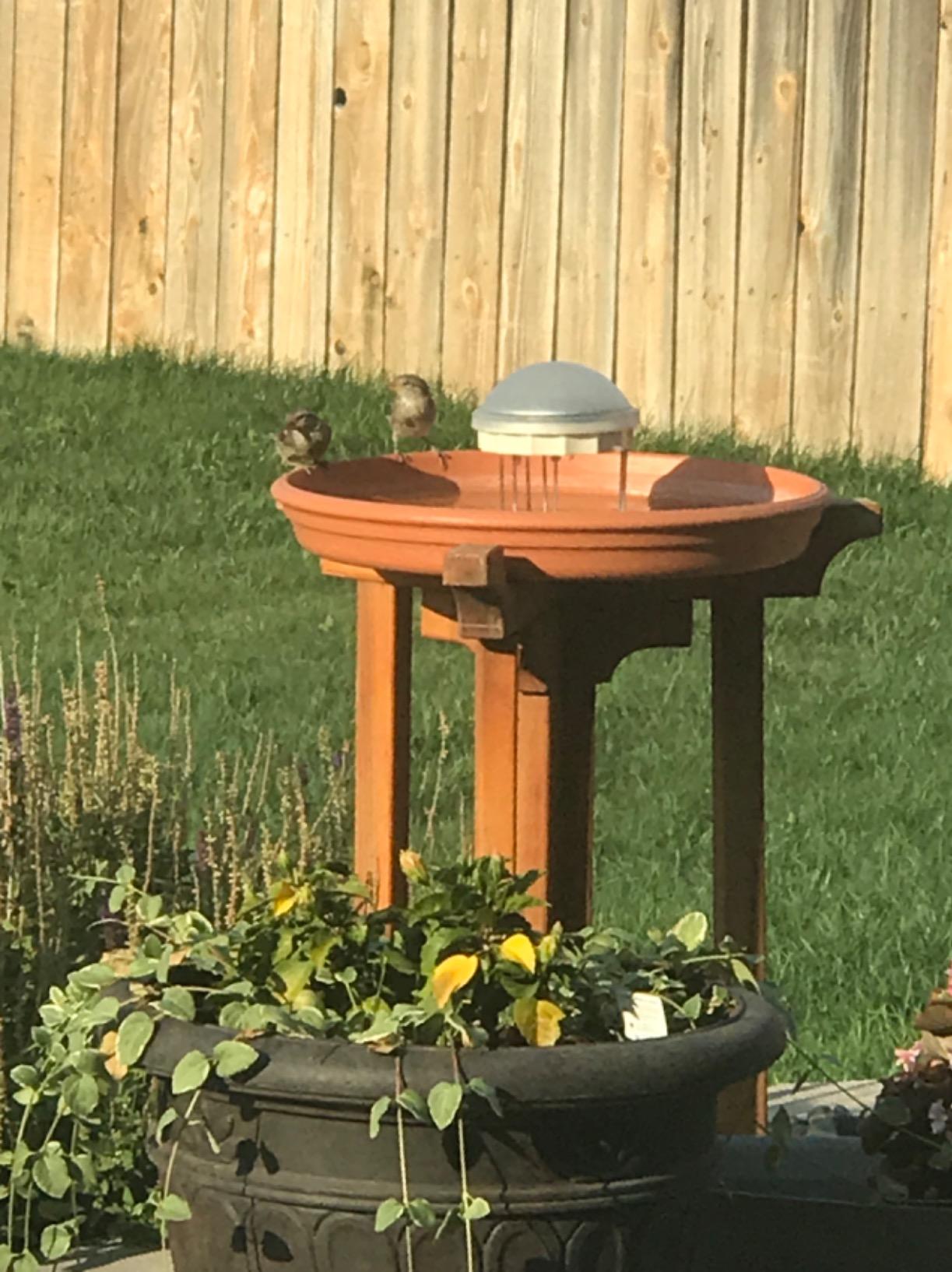 Solar Water Wiggler Attract Bird Bath Discourages Mosquitoes Outdoor Good Helper Agitator Water Wiggler
