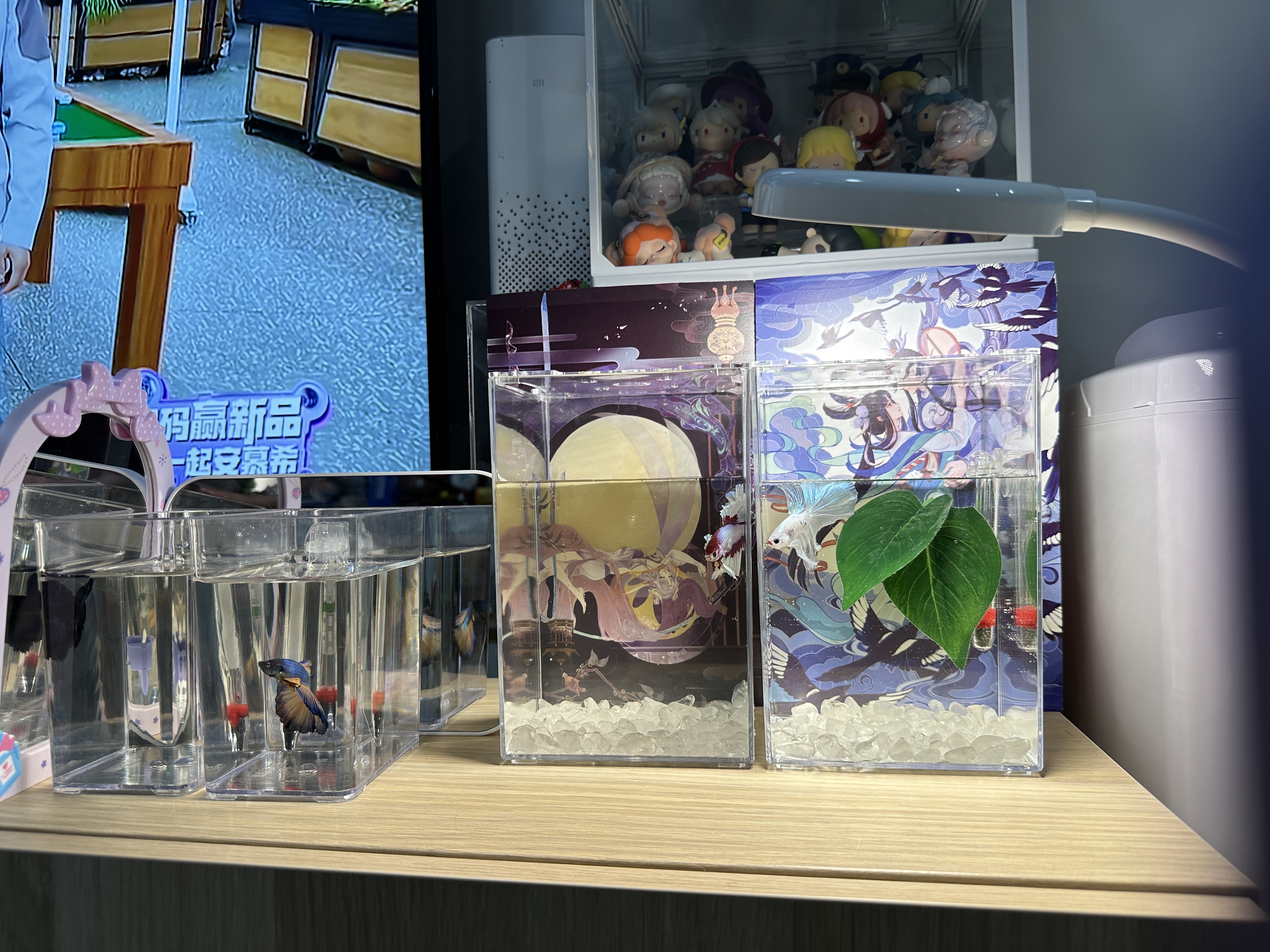 Acrylic betta mini fish display tank racks