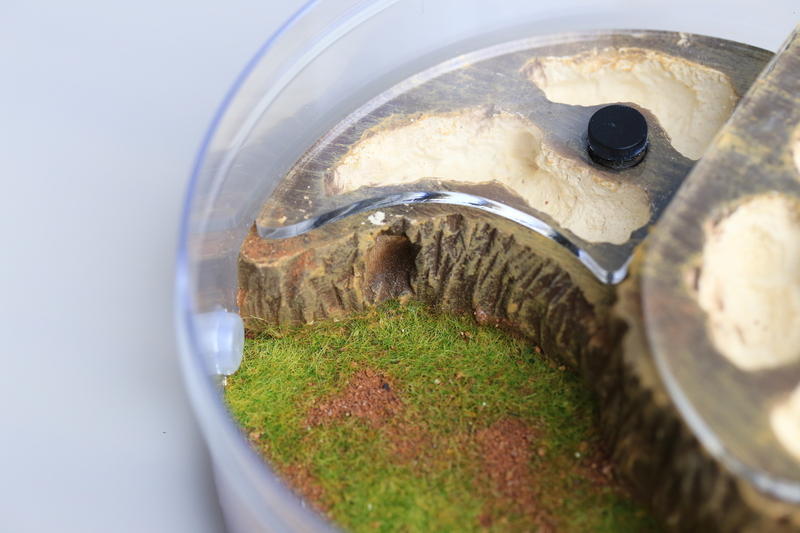 Colony Observation Circular Design Formicarium for Ants