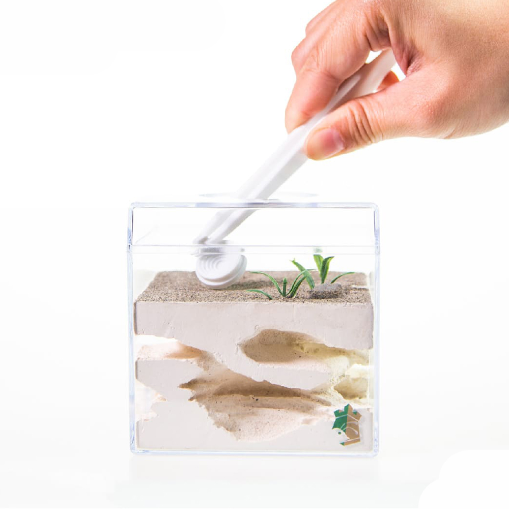 Grass Base Medium Sized Ant Nest
