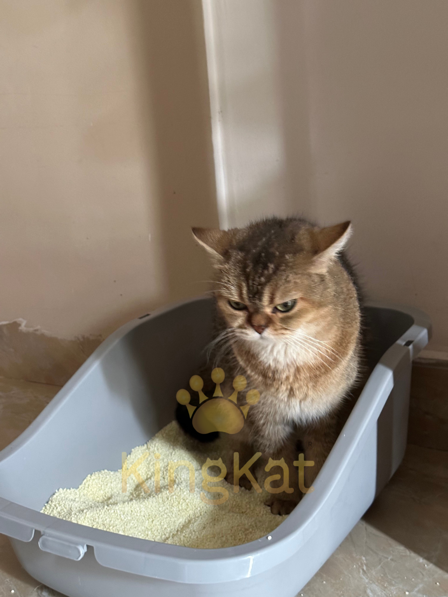 KINGKAT Eco-Friendly 100% Tapioca/Cassava Starch Cat Litter Natural Component Pet Supply Protection