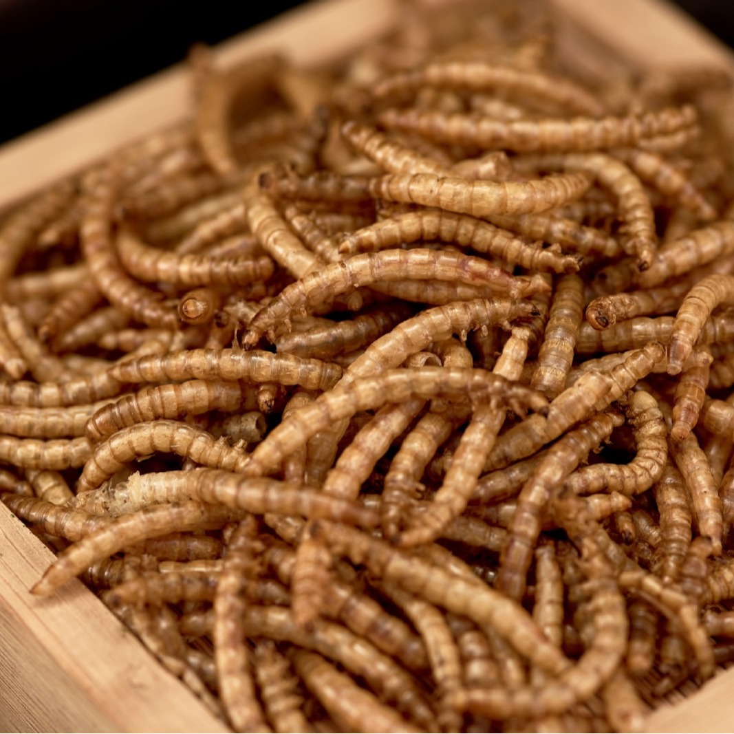 OEM Bird fish Hamster high protein flour weevil Tenebrio molitor yellow mealworms snacks dried pet food