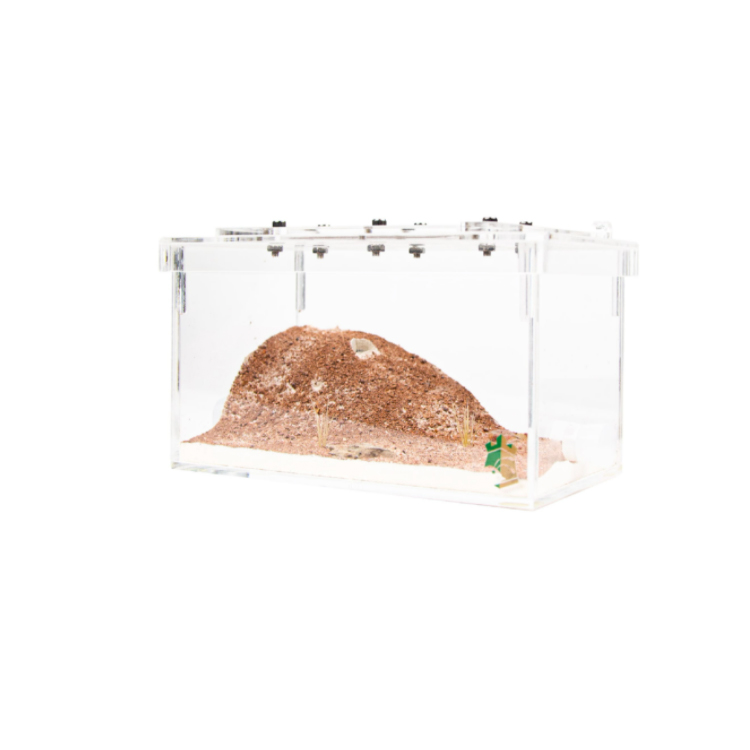 Manufacturer Small Anthill Formicarium Table Decor