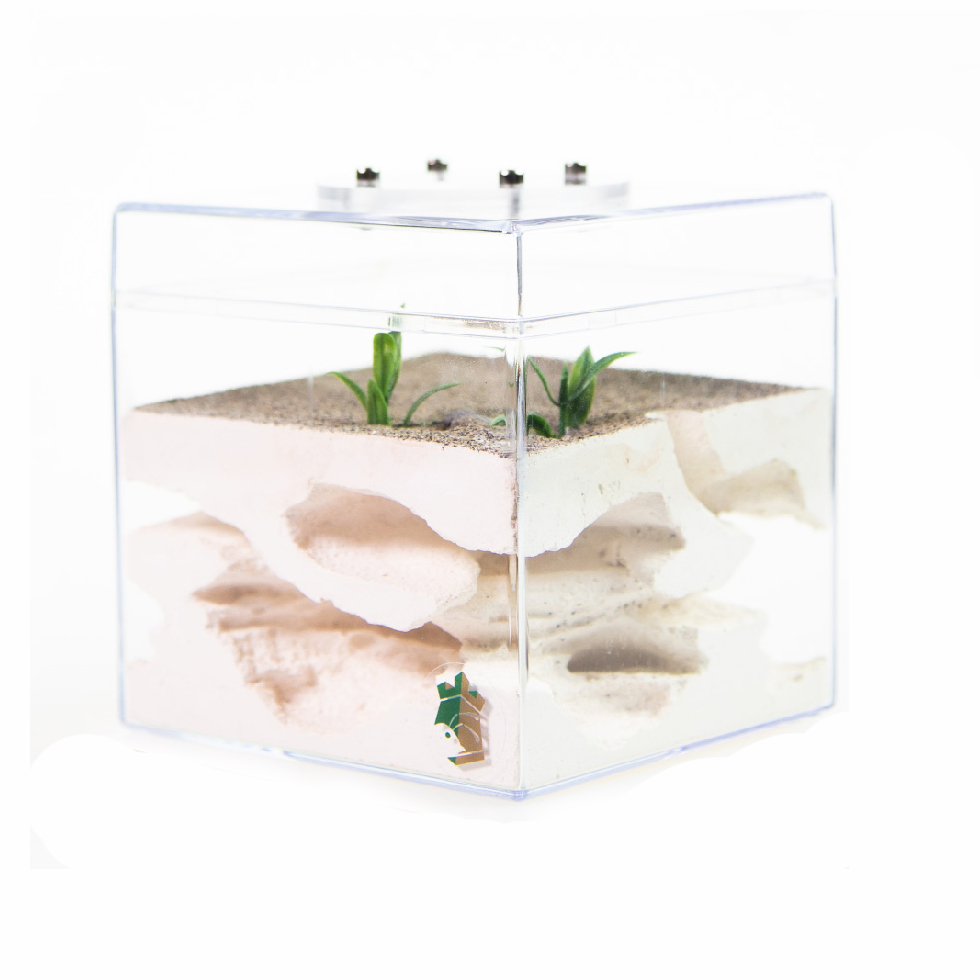 Grass Base Medium Sized Ant Nest