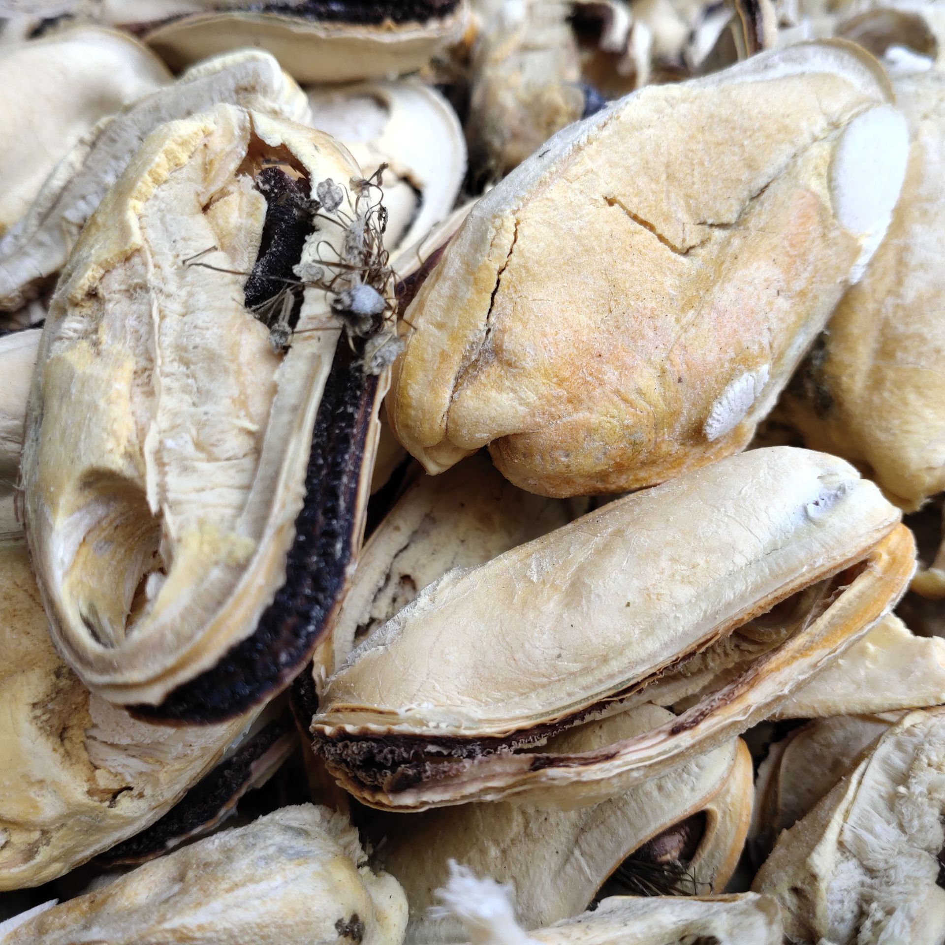 Pet freeze-dried snacks Freeze-dried mussels Wholesale seafood Freeze dried dog snack dog food cat Treats cat snack