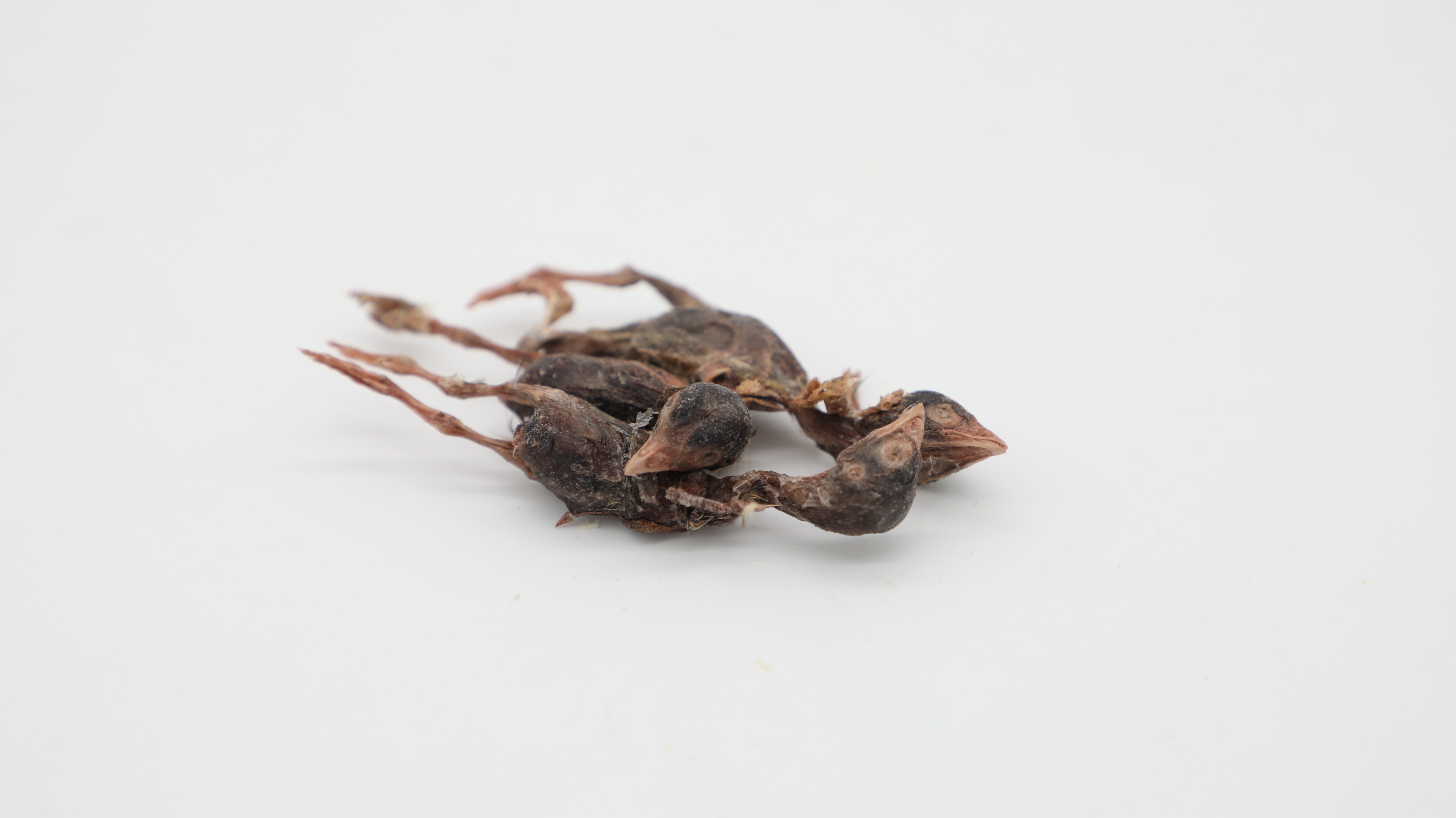 Freeze Dried quail OEM Pet Treats cheap FD meat dog cat treat