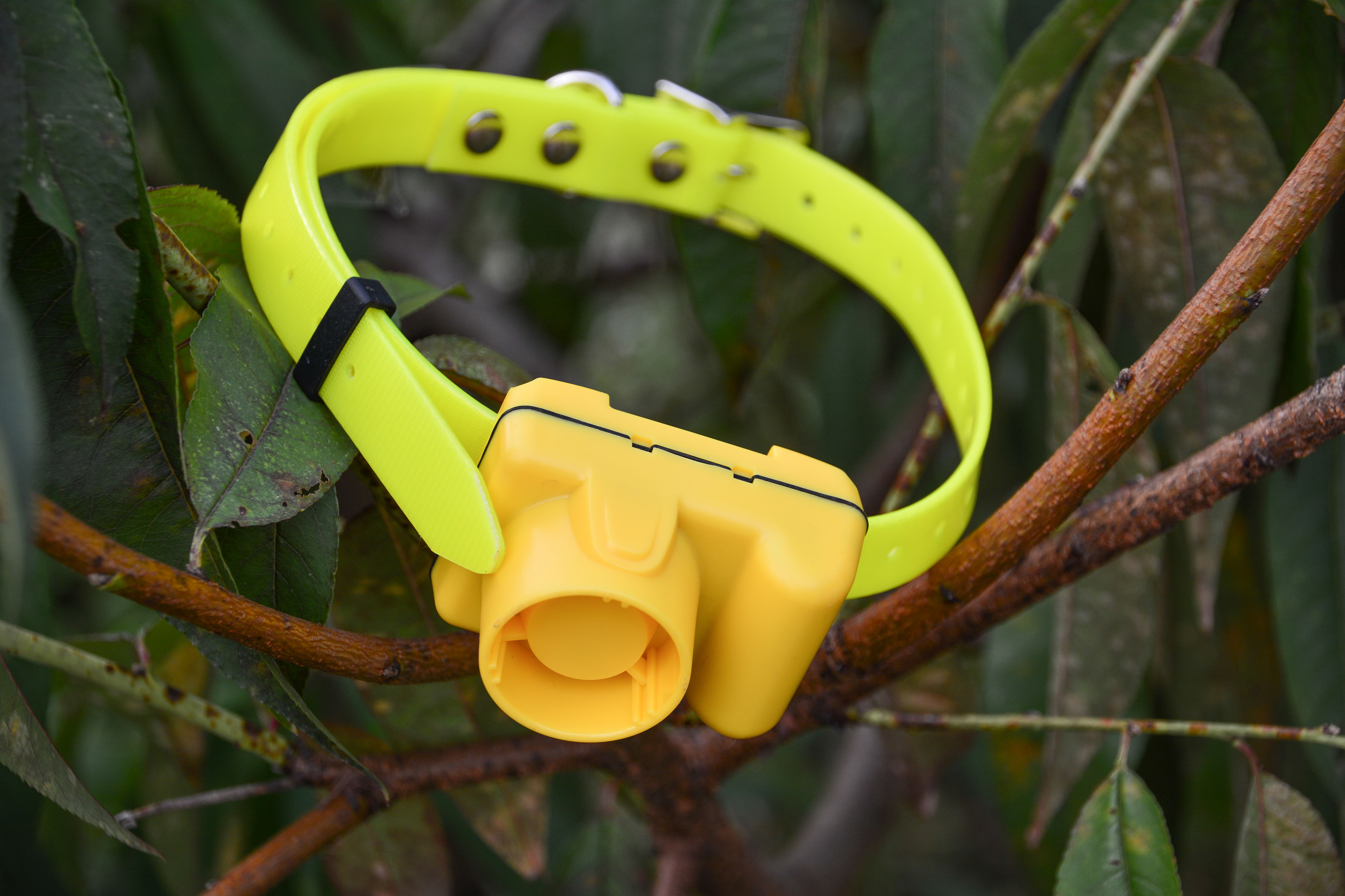 Plastic dog remote control dog training collar pet supplies manufacturer dog beeper hunter