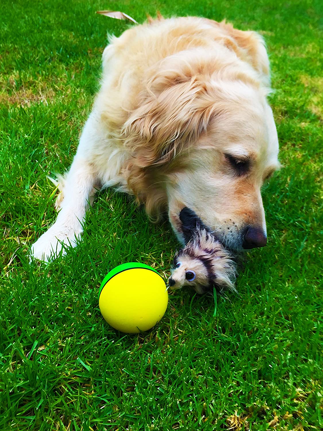 Wholesale Hote Sale Electronic Weazel Ball Electric Auto Motorized Balls Toy for Dogs Cats Water Toys Pet accessories