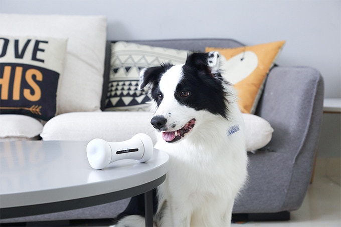 World's first new smart pet toy for smart dog toy girl and boy as dog chew bone