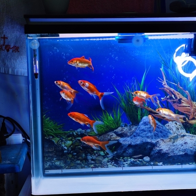 MOQ 500 pieces Wholesale Automatic Filter betta fish tropical fish live LED table fish farming tank aquarium
