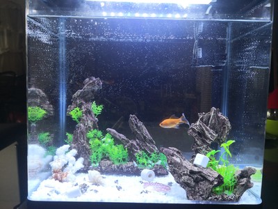 MOQ 500 pieces Wholesale Automatic Filter betta fish tropical fish live LED table fish farming tank aquarium