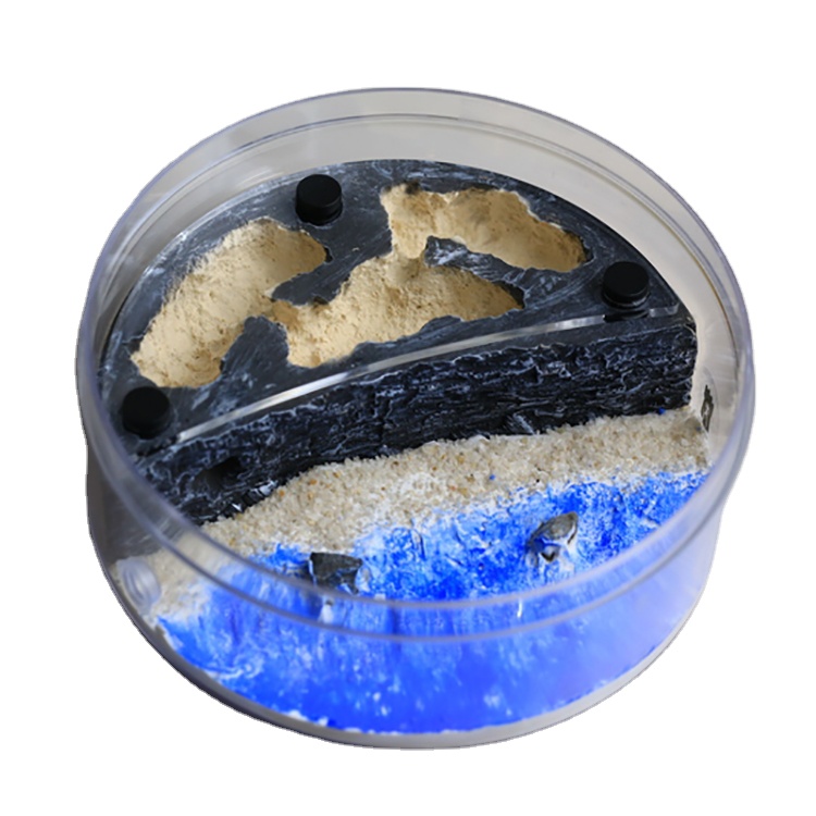 Ant Formicarium Beach Scene Ant Nest Farm Room Decor