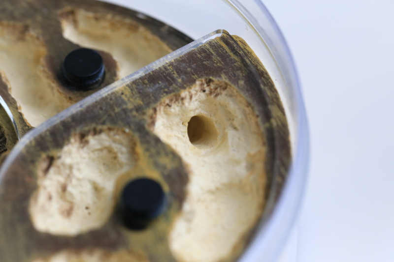 Colony Observation Circular Design Formicarium for Ants