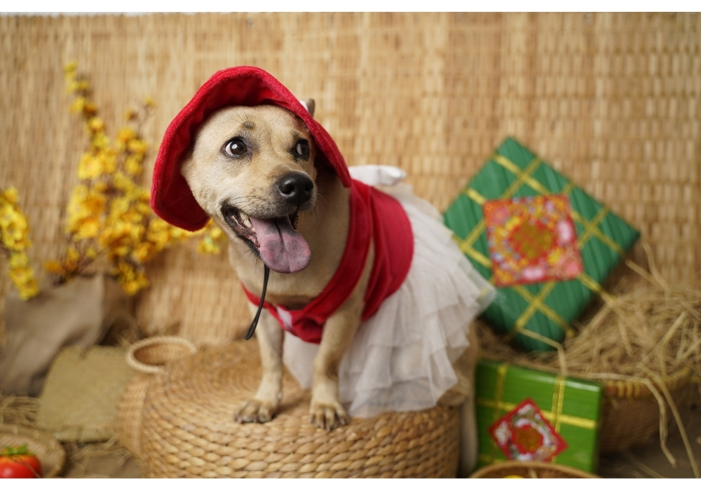 Wholesale Manufacturer High Quality Pet Apparel Mesh Chiffon Dress for Pets Clothes Small and Medium-sized Dog (Small Size)