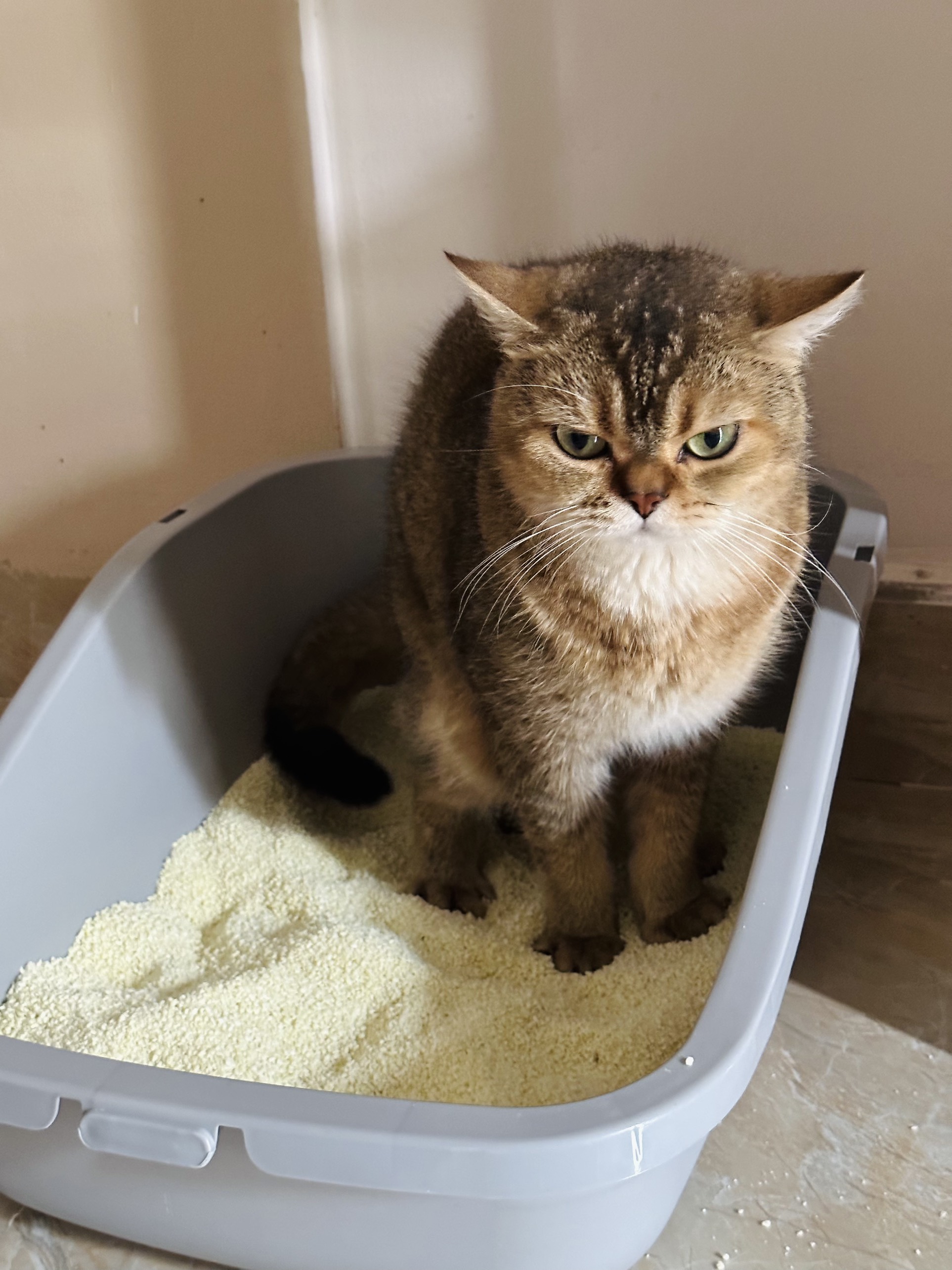 KINGKAT Eco-Friendly Cat Litter Cat Sand Natural Component from 100% Tapioca Starch/ Cassava Starch for Pet Supply & Protection